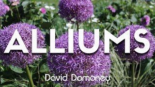 Alliums Every Google Question Answered [upl. by Pippy]