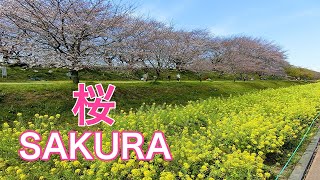 4K Cherry Blossoms in Japan  I Fiori di Ciliegio Sakura Saitama Japan Giappone🌸🇯🇵 [upl. by Rawdin]