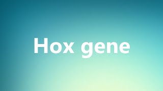 Hox gene  Medical Meaning and Pronunciation [upl. by Biles]