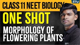 ONE SHOT BIOLOGY Morphology of Flowering Plants  Class 11  Tony Sir  Xylem NEET Tamil [upl. by Nitsuj213]