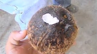 Pitorro de Coco Perfecto para las Navidades Boricuas [upl. by Ethbin111]