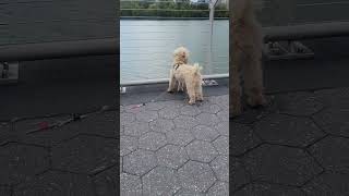 Nice River Miniature poodle in Washington DC [upl. by Levin]