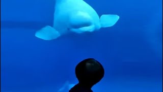 Beluga Whale 🐳 One Of The Most Beautiful Sea Creatures belugawhale beluga belugawhales whale whales [upl. by Leuqer]