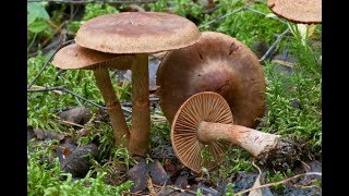 Nutrition in Fungi [upl. by Cortney]