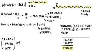 Calculating ATP from Fats  BCH 100 [upl. by Chew]