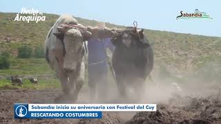 SABANDIA  PELEA DE TOROS Y CONCURSO YUNTA HECHO EN AREQUIPA [upl. by Hedaza63]