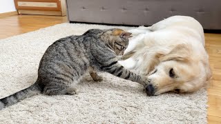 Golden Retriever Loves to Play with Funny Cat [upl. by Elyn377]