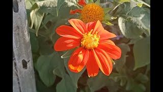 003 Mexican Sunflower Goldfinger as food forest support species in Victoria Australia [upl. by Maltz745]