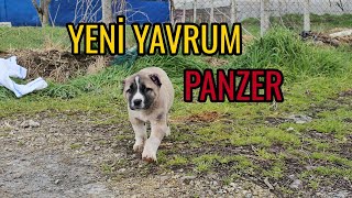 YENİ YAVRU ASLANIM PANZER İLK DEFA DÜŞMANLA KARŞILAŞTI   TÜRKİYENİN EN ÖNEMLİ SOYLARININ YAVRUSU [upl. by Imena]