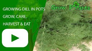 Growing Dill in pots  grow care harvest amp eat [upl. by Llednik]