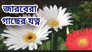 Gerbera Plant Care  জারবেরা গাছের যত্নgardening [upl. by Callum]