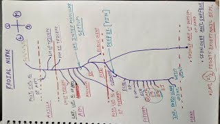 How to draw Radial Nerve  Part 1  Triceps brachii Extensor Compartment of Forearm  Chart  TCML [upl. by Gardia742]