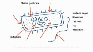 222 Annotate the diagram of a prokaryotic cell with the functions of each named structure [upl. by Cowen]