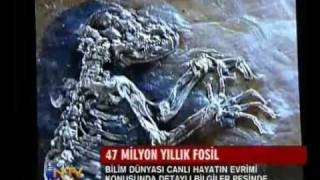 47 million year old fossil discovered in Germany [upl. by Ariaek]