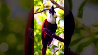 🕊🕊Threewattled bellbird🐦 so so beautiful💞💞 [upl. by Ayahsey606]