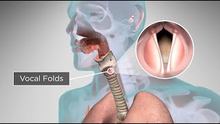 How Does the Human Body Produce Voice and Speech [upl. by Sirromaj]