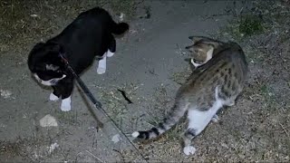 Scolopendra cingulata and cats [upl. by Yelwar]