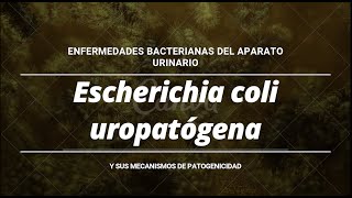 Enfermedades bacterianas del aparato urinario Escherichia Coli Uropatógena [upl. by Elkin]