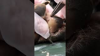 Impacted hair follicle removal on dog paw [upl. by Eseerahs316]