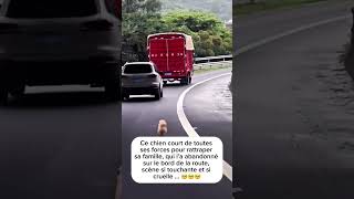 Avant vos voyages penser à trouver une solution pour votre 🐶 Des dog sitters existent [upl. by Ahsakat]