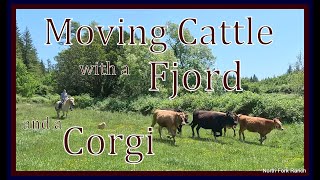 Corgi and Fjord Cattle Drive corgis horses cattle farming ranch fjords oregon animals [upl. by Airdnaxila]