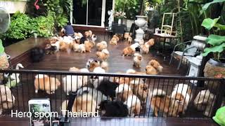 Pomeranian from Thailand by Hero’spom Thailand [upl. by Artemis930]