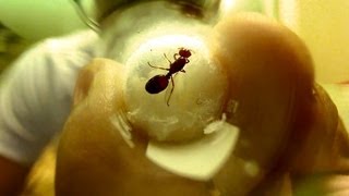 How to Care for a Queen Ant [upl. by Yrrac]