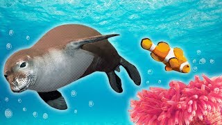 Ocean Animals for Kids  Whales Sea Otter Orca Sea Lion  more [upl. by Rochester]