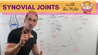 Synovial Joints [upl. by Pacifica472]