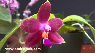 OrchidWeb  Phalaenopsis species [upl. by Notxed676]