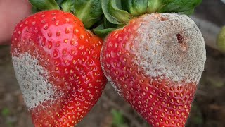 Dicas para amenizar podridão de frutas em morangueiro [upl. by Deehsar34]