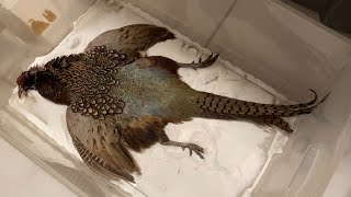 Pheasant Taxidermy by Zailea Part 1 [upl. by Yhtuv]