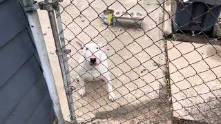 Attacked By All White Female Bull Terrier [upl. by Llerdna]