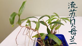 Coelogyne fimbriata 流苏贝母兰 [upl. by Moss]