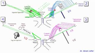 Anatomy of the inguinal region simplified [upl. by Secor]