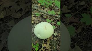 GIANT PUFFBALL MUSHROOM mushroom puffball giantpuffball short shorts [upl. by Yennep925]