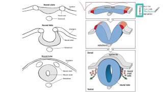 CNS Embryology [upl. by Osmo]