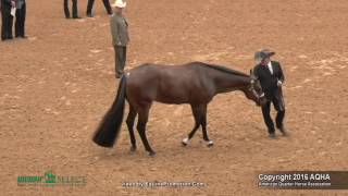 A Judges Perspective 2016 Select Showmanship World Champion [upl. by Jauch]