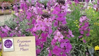 Erysimum Bowless Mauve Perennial Wallflower  Glebe Garden Centre Leicester [upl. by Silvano]