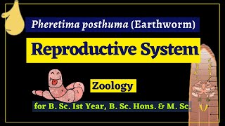 Pheretima posthuma  Reproductive system  Zoology [upl. by Land907]