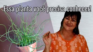 Essa planta você precisa conhecer [upl. by Ennayd]