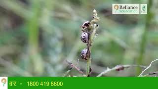 गजरघास का जैविक नियंत्रण  Biological Control of Parthenium Weed [upl. by Ttenyl]