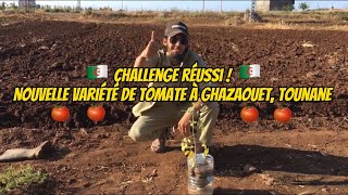 La Tomate Cerise quotTomatinequot importé en Algérie Ghazaouet Tlemcen Algérie [upl. by Clifford]