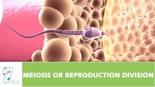 MEIOSIS OR REPRODUCTION DIVISION  PART 01 [upl. by Notanhoj691]