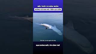 Nếu vô tình nhìn thấy cá heo nằm ngửa trên biển đừng có dại mà tiến lại gần [upl. by Mohsen361]