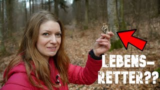 🍄Lebensretter☠️​Ist das DER heilkräftigste Pilz für Survival und lebensbedrohliche Krankheiten😷​ [upl. by Skipper]