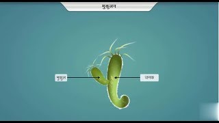 हाईड्रा में प्रजनन कैसे होता है  How to Hydra Reproduction in hindi [upl. by Arais]