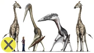 10 Curiosidades de los Dinosaurios [upl. by Whale]