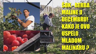 ŠOK  BERBA MALINA u DECEMBRU  kako se to bere MALINA za NOVU GODINU na otvorenom u Srbiji  KLIMA [upl. by Edythe201]