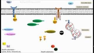 Apoptosis [upl. by Moersch]